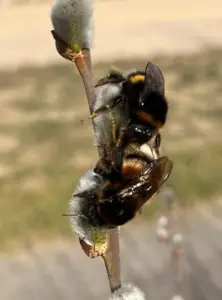 Jacquelien 01 Zandvlakte bij Ermelo